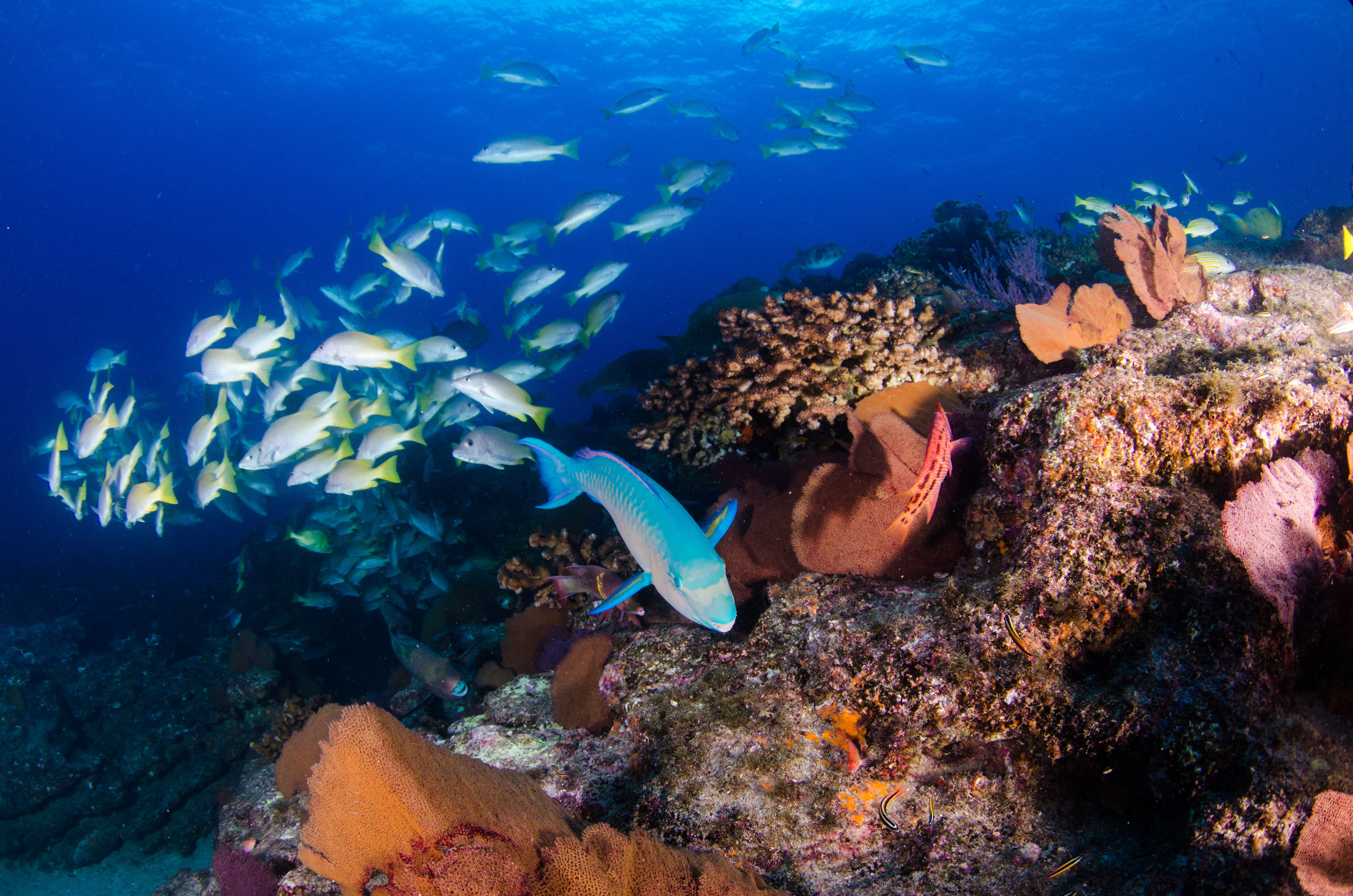 Diving in the warm waters of the Isla Natividad is a fabulous experience