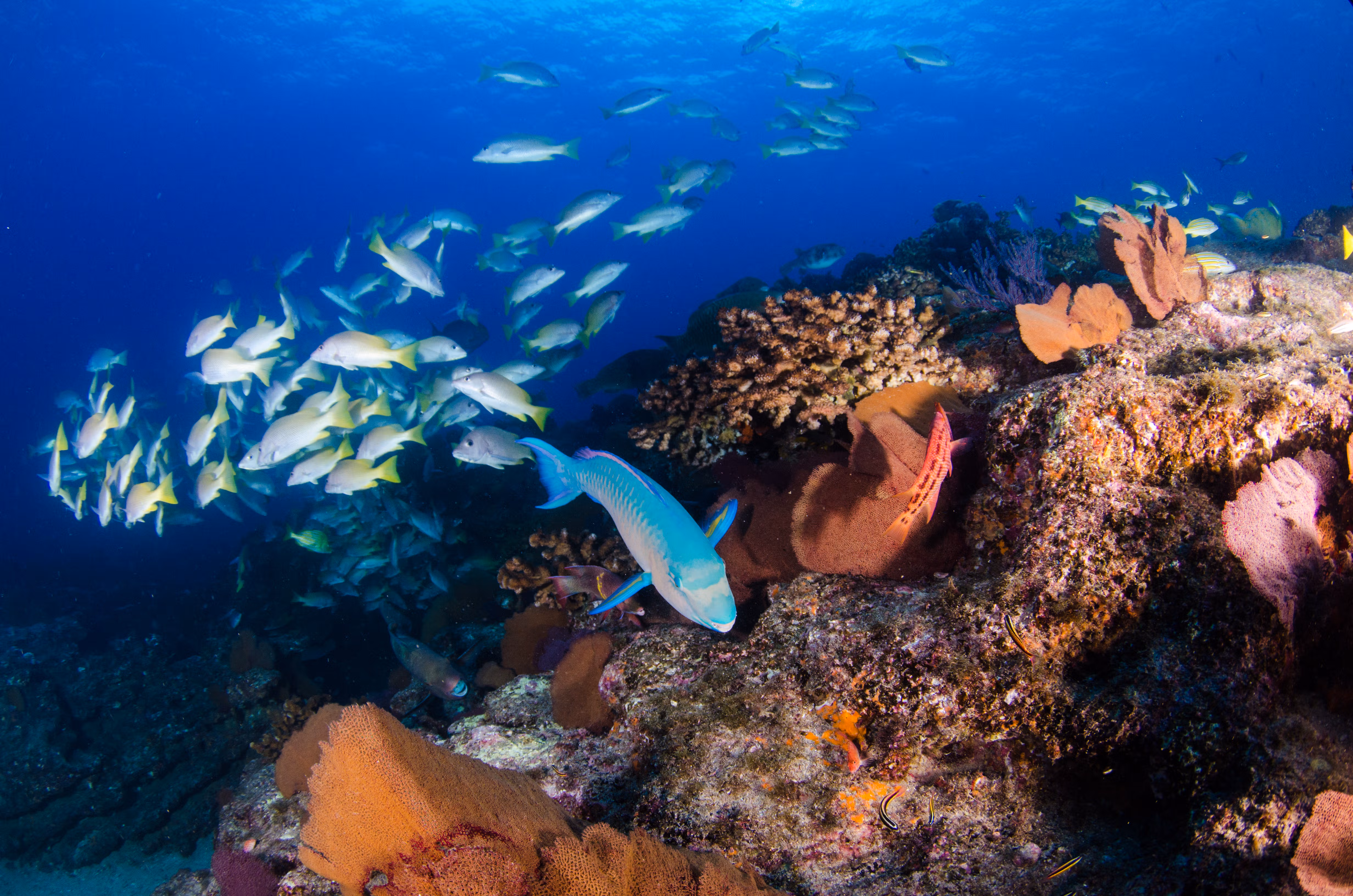 Diving in the warm waters of the Isla Natividad is a fabulous experience