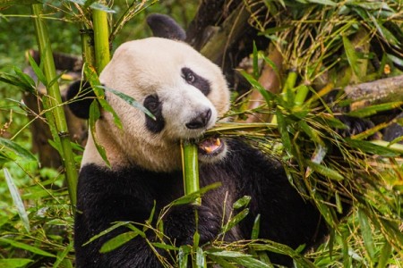 In the Land of the Giant Panda