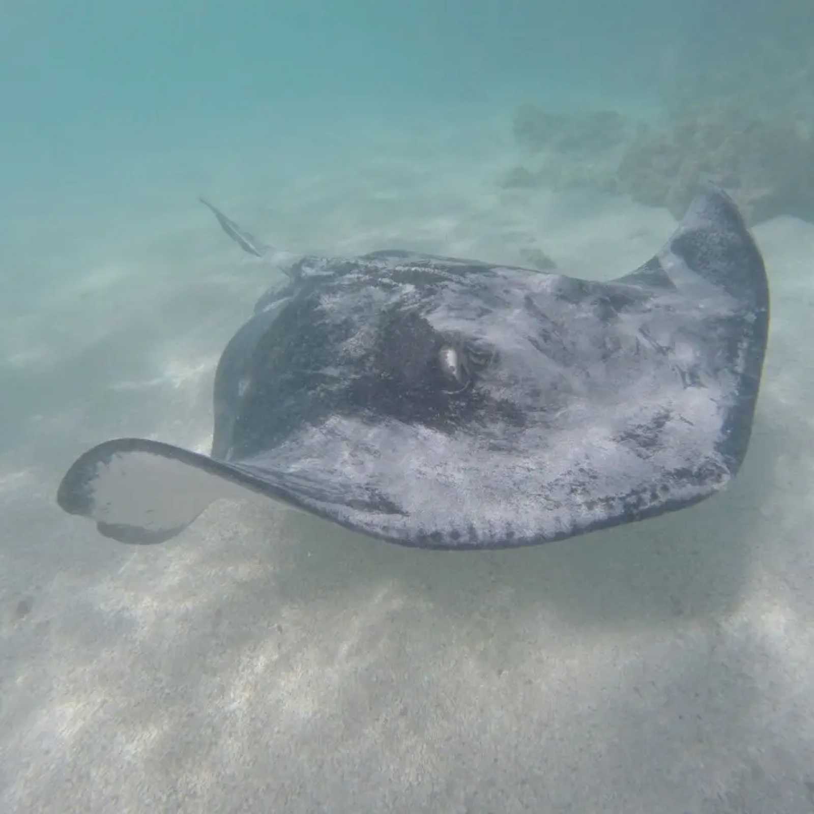 Stingray