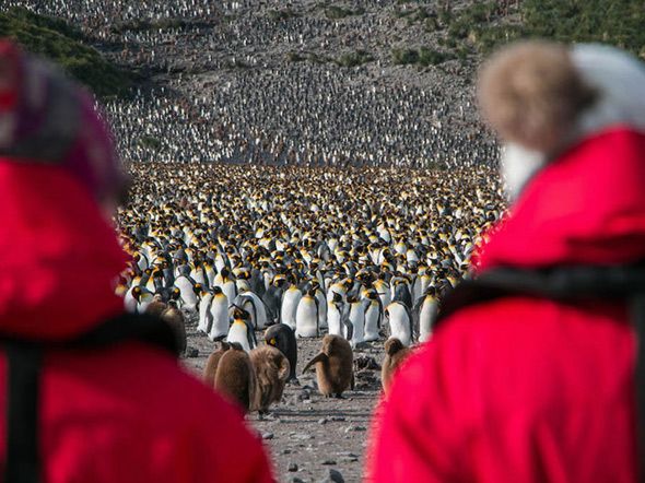 Antarctica, South Georgia & Falklands Expedition