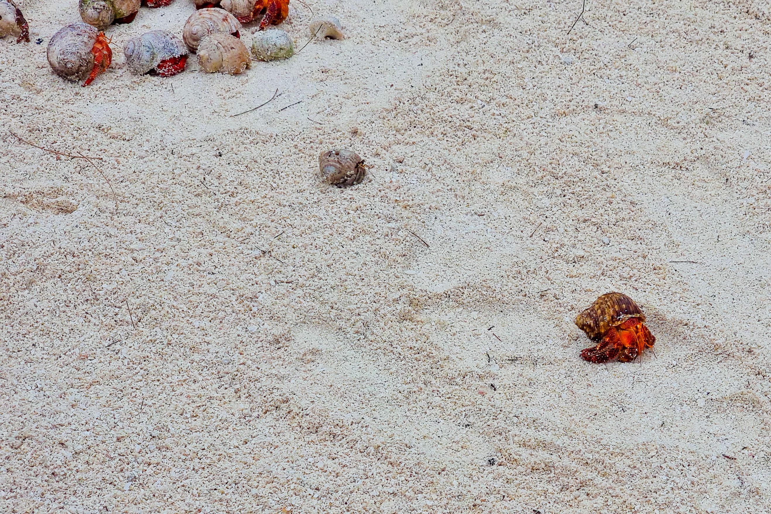 Hermit Crab Racing, Jost Van Dyke, BVI