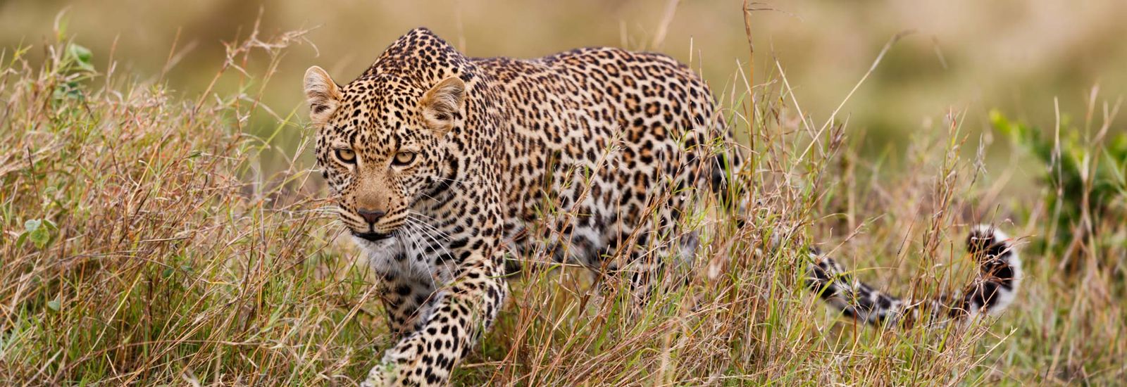 Cruzeiros Crystal Cruises para África e Oceano Índico